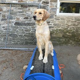 Rhaenyra - Golden Retriever