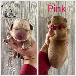 Pink - Yellow female Dilute Retriever puppy in Ste. Genevieve, Missouri from Megans Labradors