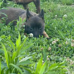Puppy 4 - Mahogany female Belgian Malinois puppy in Centreville, Maryland from Barbihaus Kennels