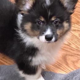 Toby - Black and tan male American Corgi puppy in Hico, Texas from Chisholm Trail Kennels