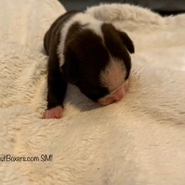 Boy 3 - Brindle male Boxer puppy in White Hall, Maryland from Beaut Boxers