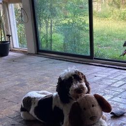 English Springer Spaniels and Springerdoodles from Curly Top Kennels