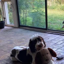 English Springer Spaniels and Springerdoodles from Curly Top Kennels
