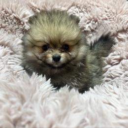 Bebe - Orange sable female Pomeranian puppy in Waterloo, Indiana from Garcias Pomeranian