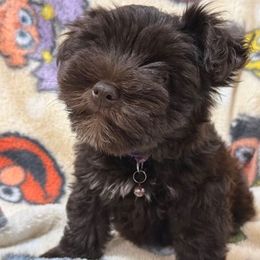 Sibylle - Liver female Miniature Schnauzer puppy in Silver Creek, Mississippi from Mamie’s Minis, LLC