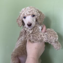 Poodle Puppies from Emerald Pines Standard Poodles