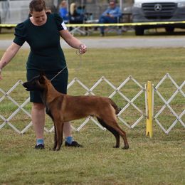 Belgian Malinois Puppies from Fromage Malinois