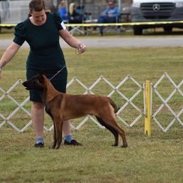 Belgian Malinois Puppies from Fromage Malinois
