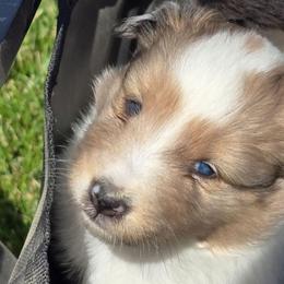 Bella - Sable merle and white female Shetland Sheepdog puppy in Luray, Missouri from Krayola Shelties