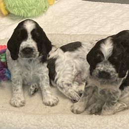 English Cocker Spaniels from Mary Barrett