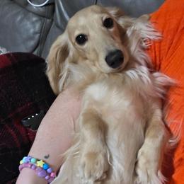 Ellie - Dachshund