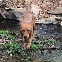 Penni - Vizsla