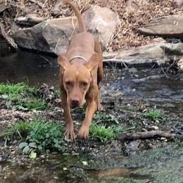 Penni - Vizsla