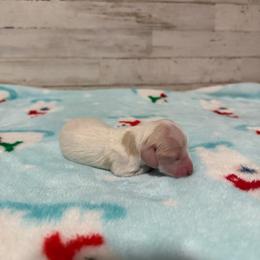 Remy - Piebald male Dachshund puppy in Merced, California from JBDKennel