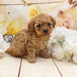 Poodle Puppies from Cuddles n Curls