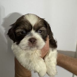 Theodore - Cream and white male Shih Tzu puppy in Fletcher, North Carolina from Shihtzu_NC