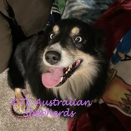 Chief - Australian Shepherd