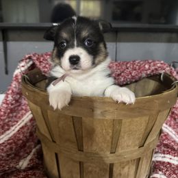 Janice - Black and tan female American Corgi puppy in Post Falls, Idaho from Splootin’ around Corgi’s