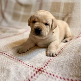 Happy - Yellow female Labrador Retriever puppy in Tekonsha, Michigan from Asher Acres Labs