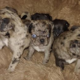 Pug Puppies from Brenda's Pugs