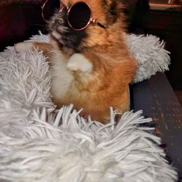 Pomeranian Puppies from Lovingood Farms