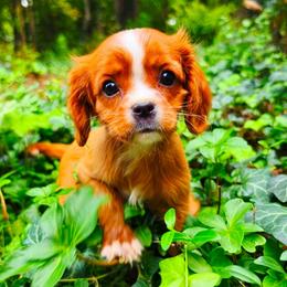Bendi - Ruby female Cavalier King Charles Spaniel puppy in Watsontown, Pennsylvania from Huntsman Cavaliers