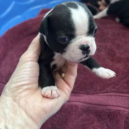 Boy Red Collar - Black and white male Boston Terrier puppy in Mc Donough, Georgia from Ballard Boston Terriers