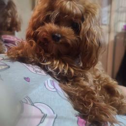 Bailey - Poodle