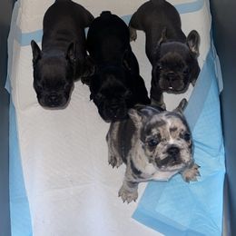 French Bulldog Puppies from Rodzina French Bulldogs