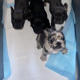 French Bulldog Puppies from Rodzina French Bulldogs