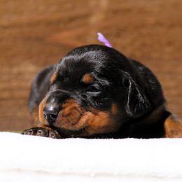 Kiera - Black and rust Doberman Pinscher puppy in Rockwall, Texas from Elitehaus