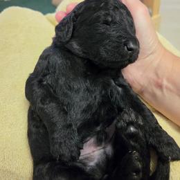 Bowie - Black male Goldendoodle puppy in Vinton, Iowa from Doodles to Love