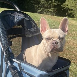 French Bulldogs from Gbulldogz