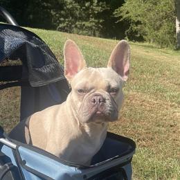 French Bulldogs from Gbulldogz
