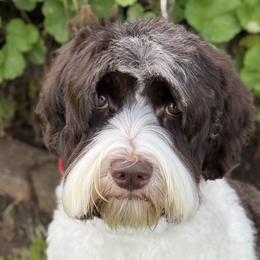 Athena - Australian Labradoodle