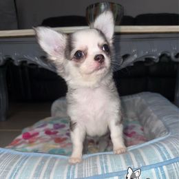 Rupert 3,500 - Black sabled silver male Chihuahua puppy in Naples, Florida from Naples Tiny Dogs