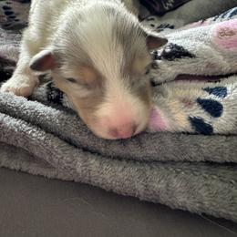 Stormie - Blue merle female Collie puppy in Richmond, Kentucky from Puppy Dog City