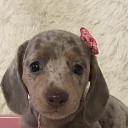 Chihuahua and Dachshund Puppies from Jean Takac