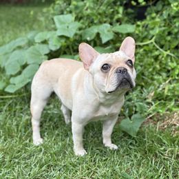 Layla - French Bulldog