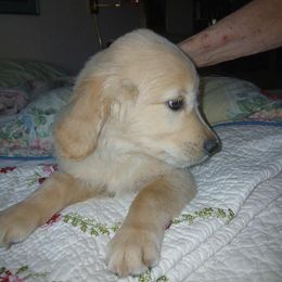 Blue collar - Golden male Golden Retriever puppy in Dallas, Texas from Denali Kennels