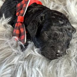 Black Male - male Cavapoochon puppy in Waldron, Arkansas from Kay’s Cutie Poos