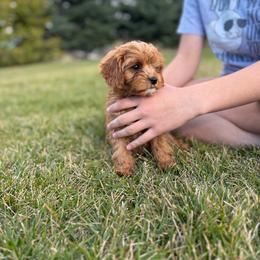 Candy - Red female Cavapoo puppy in Logan, Utah from Mountain View Doodles