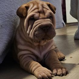 Daisy - Red sable female Chinese Shar-Pei puppy in Bakersfield, California from Cashmerewrinkles