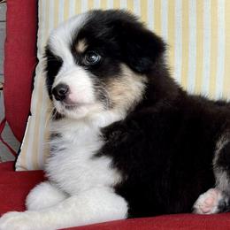 Miniature American Shepherd puppies from Destiny Aussies