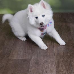 Pomsky Puppies from Blue Heaven Pomskies