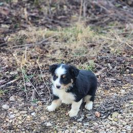 Morticia - Black tri female Miniature Australian Shepherd puppy in Macomb, Missouri from Faunus Farms and Aussies