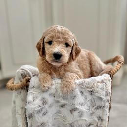 Rainbow Dash- Blue - Cream female Goldendoodle puppy in Bay City, Texas from Charming Doods Goldendoodles