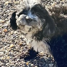 Cavapoo Puppies from Corey’s Pups