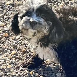 Cavapoo Puppies from Corey’s Pups