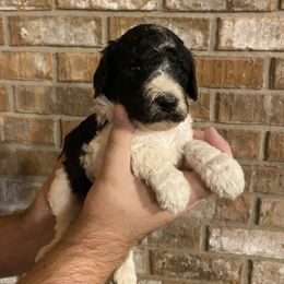 Poodle Puppies from Southern Sunshine Standards